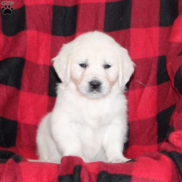 Tonya, English Cream Golden Retriever Puppy